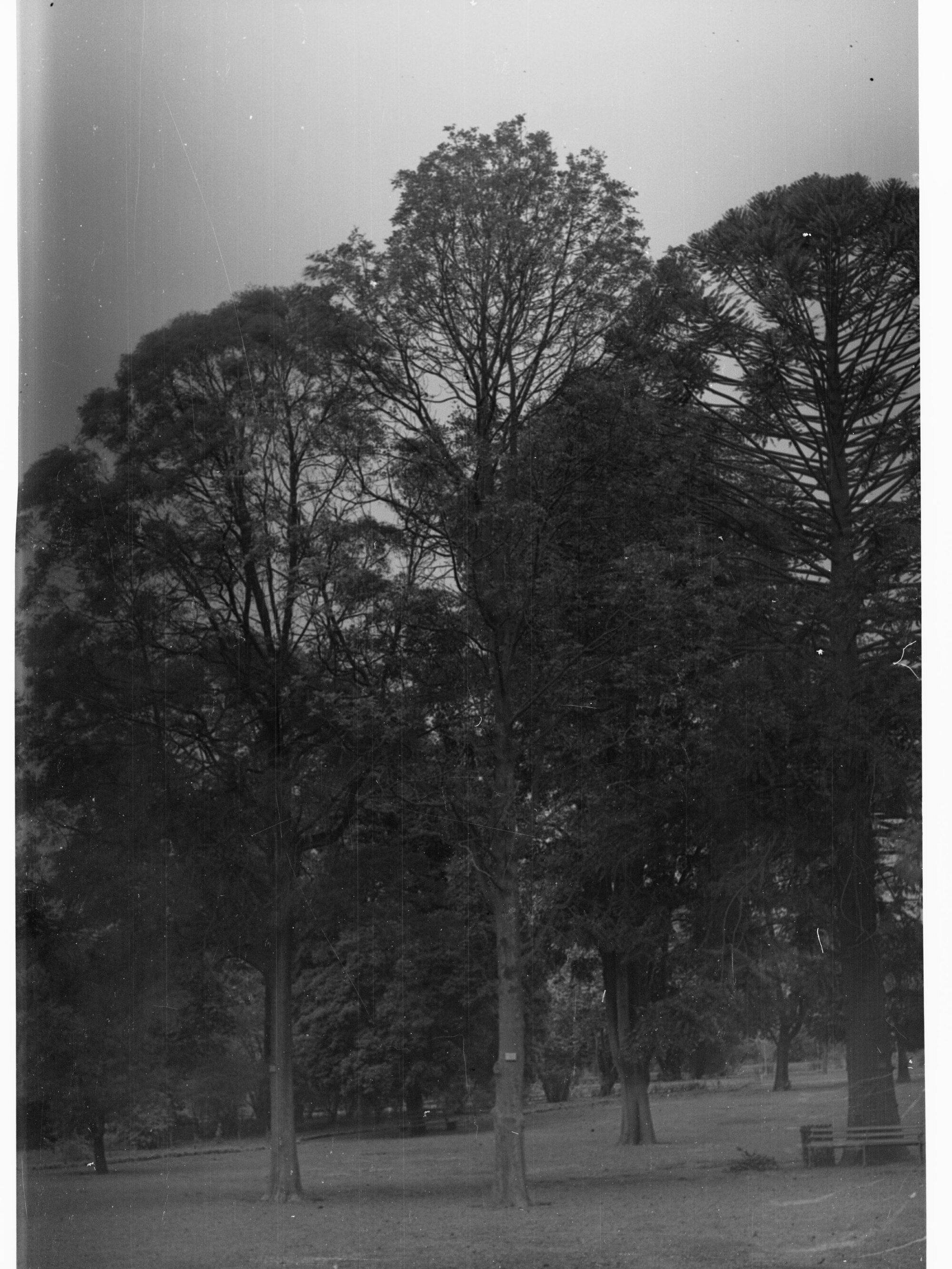 Botanic Gardens, Adelaide