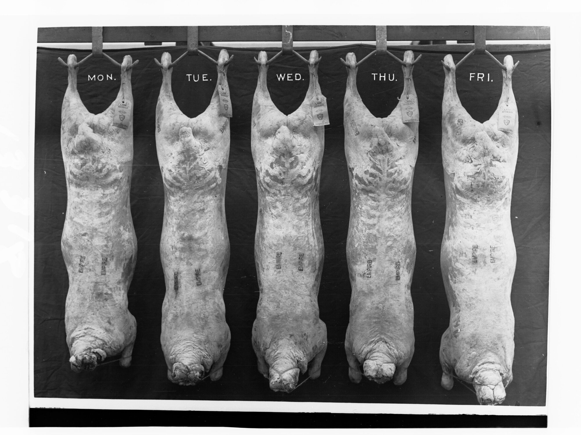 Carcases hanging in cool room - Roseworthy Agricultural College