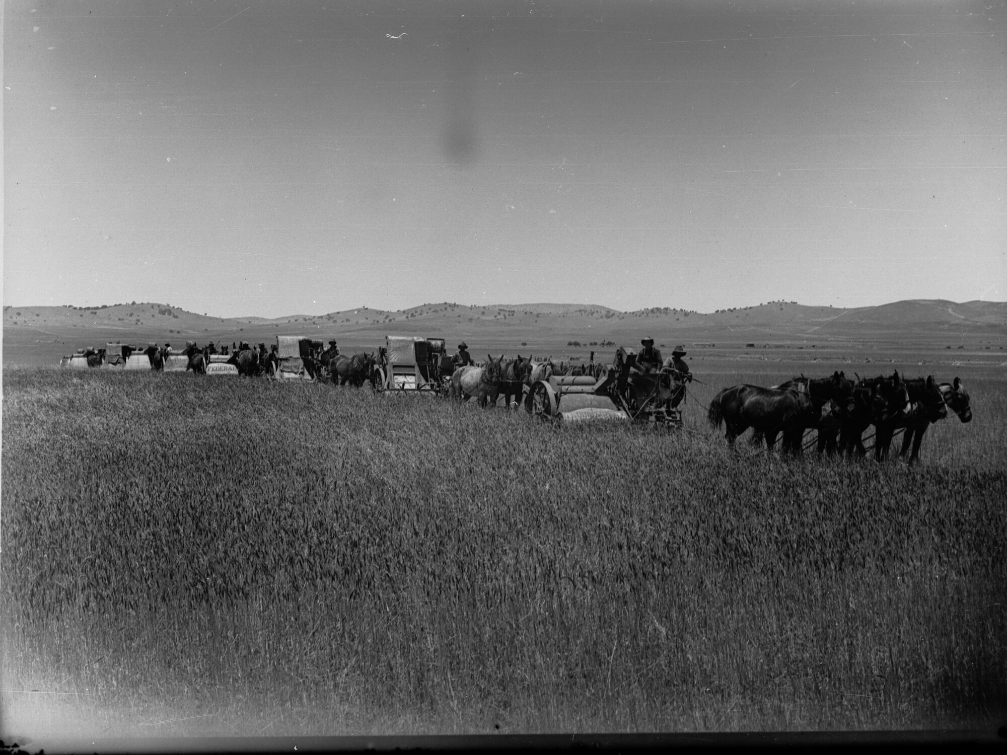 Line of Horse Drawn Harvesting Machines in a  Field of Wheat at Hallett