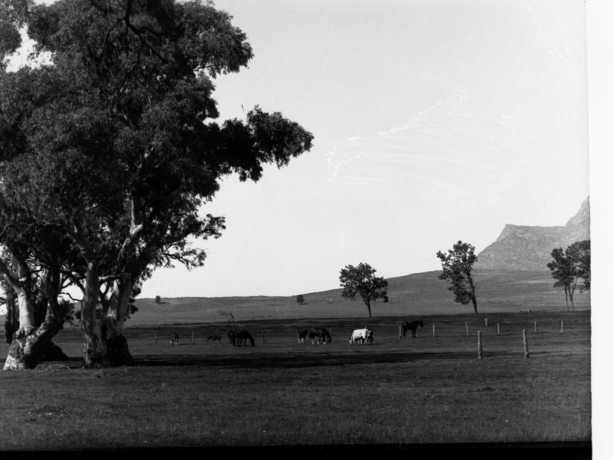 Horses at Wilpena