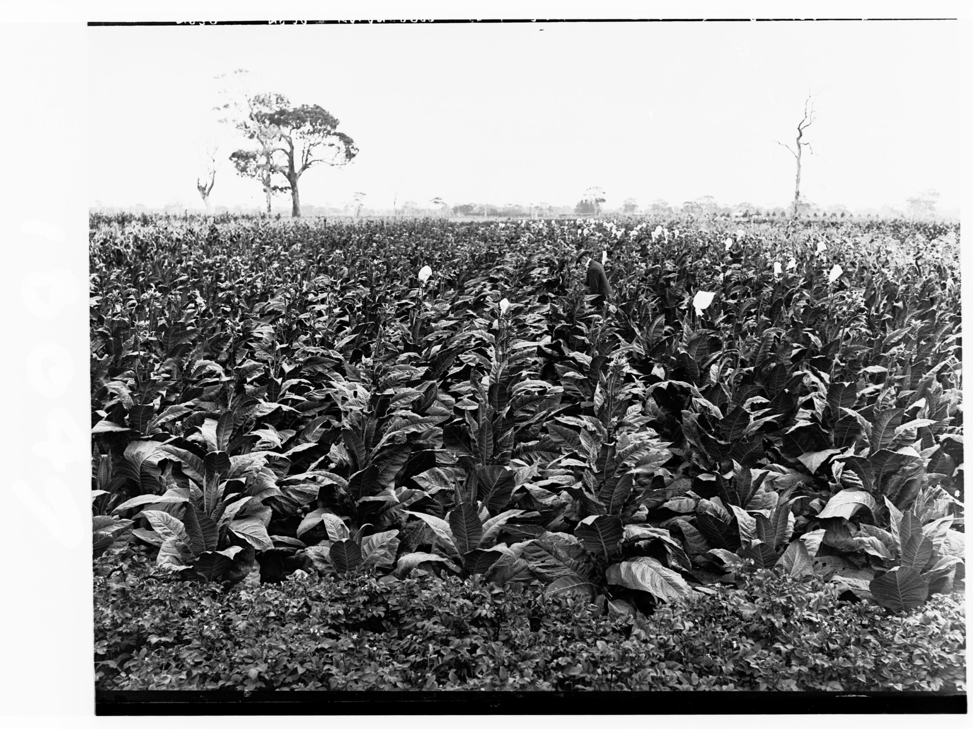 Tobacco plantation