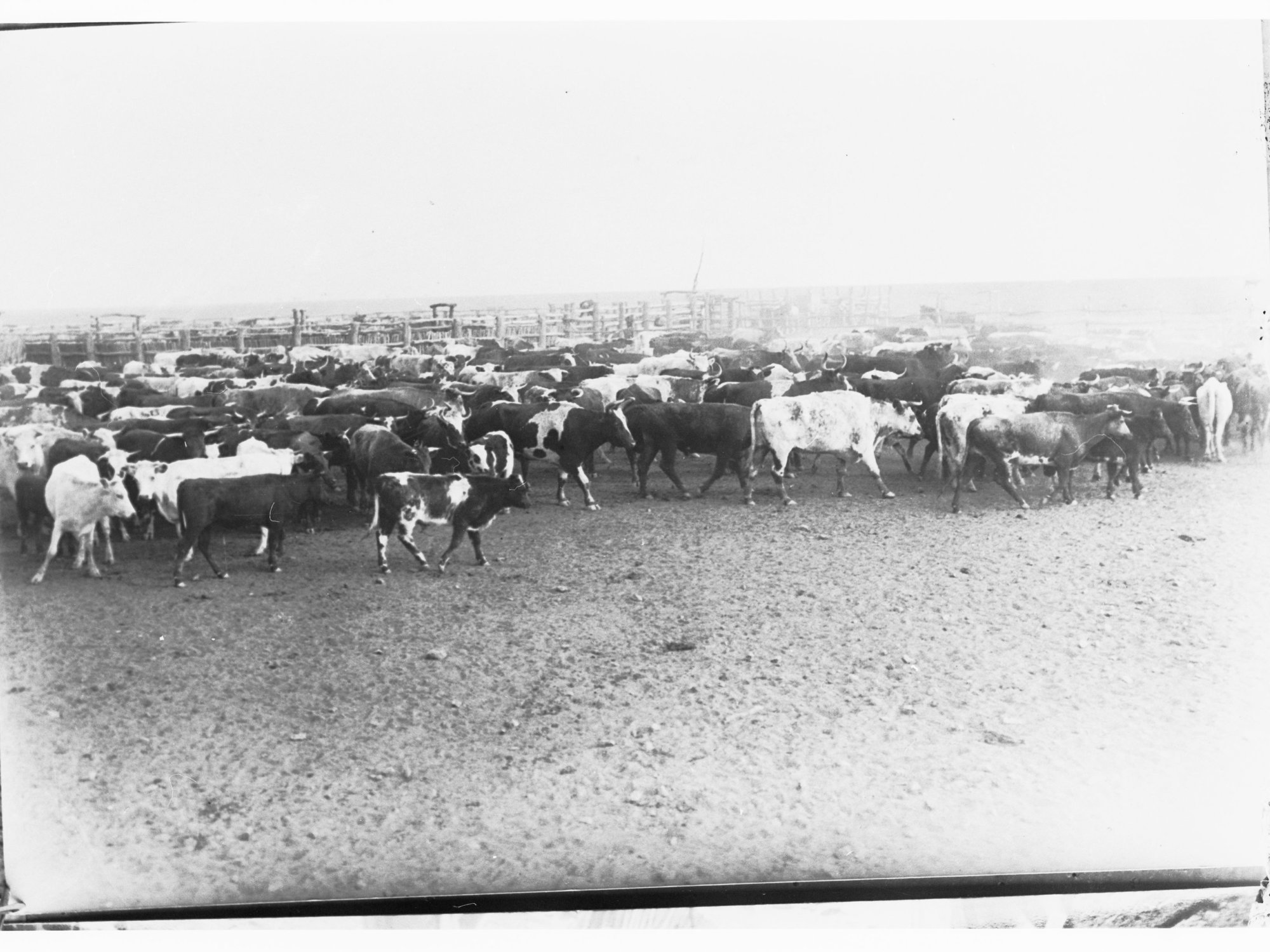 Cattle dip at Anthony's Lagoon - Northern Territory