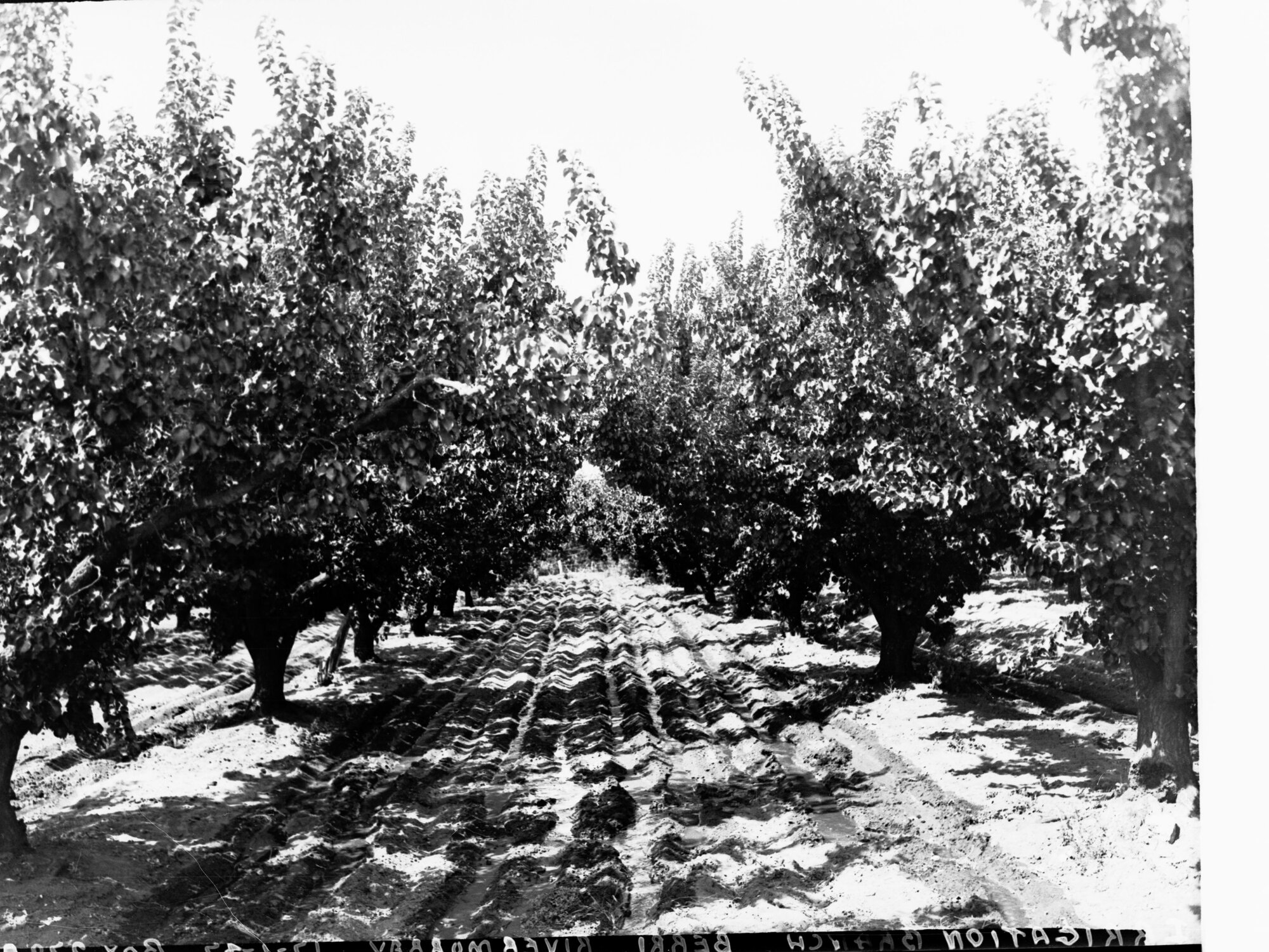 Orchard at Berri