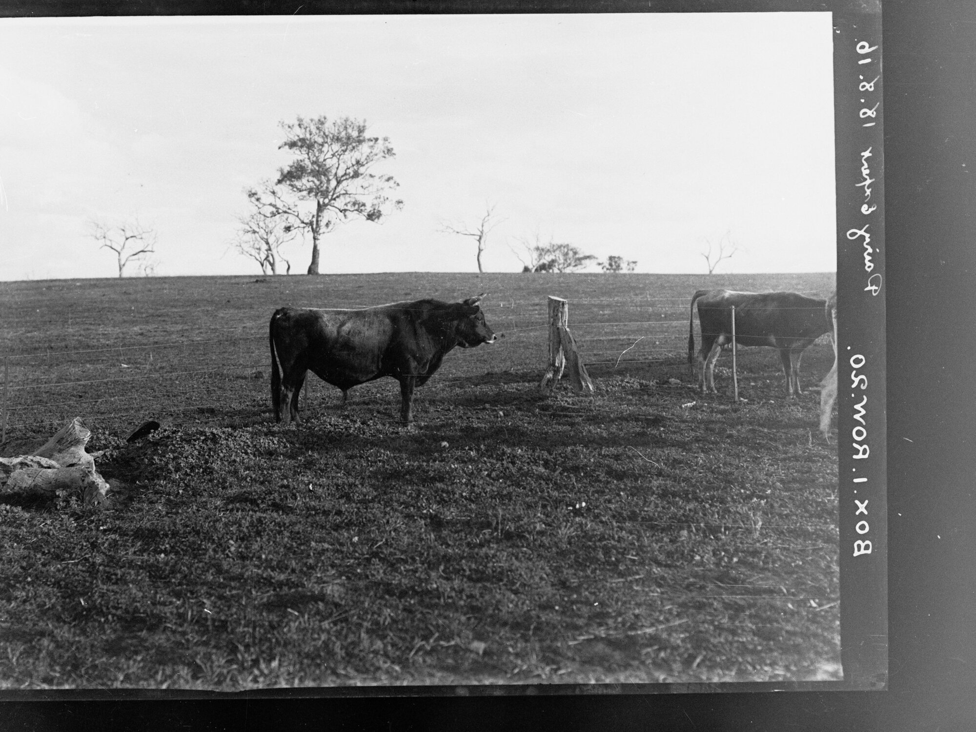 Bull and cow on J M Hudd's farm, Bletchley, near Strathalbyn