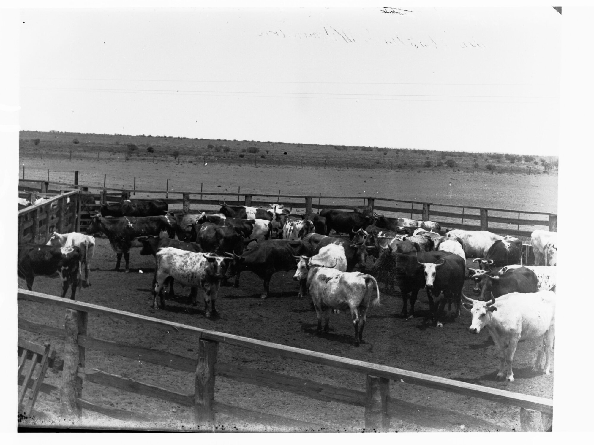 Cattle on station in far north
