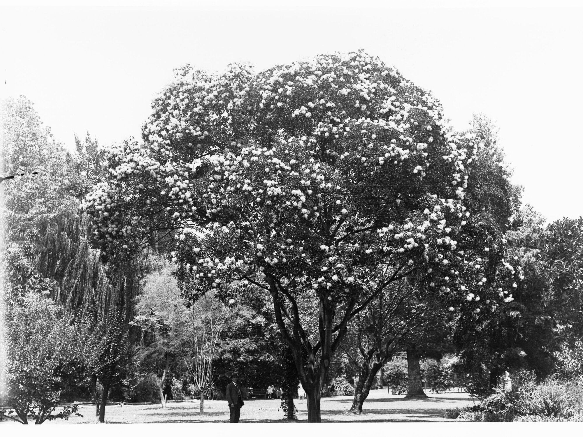 Quercus Ilex Specimen, Botanic Gardens
