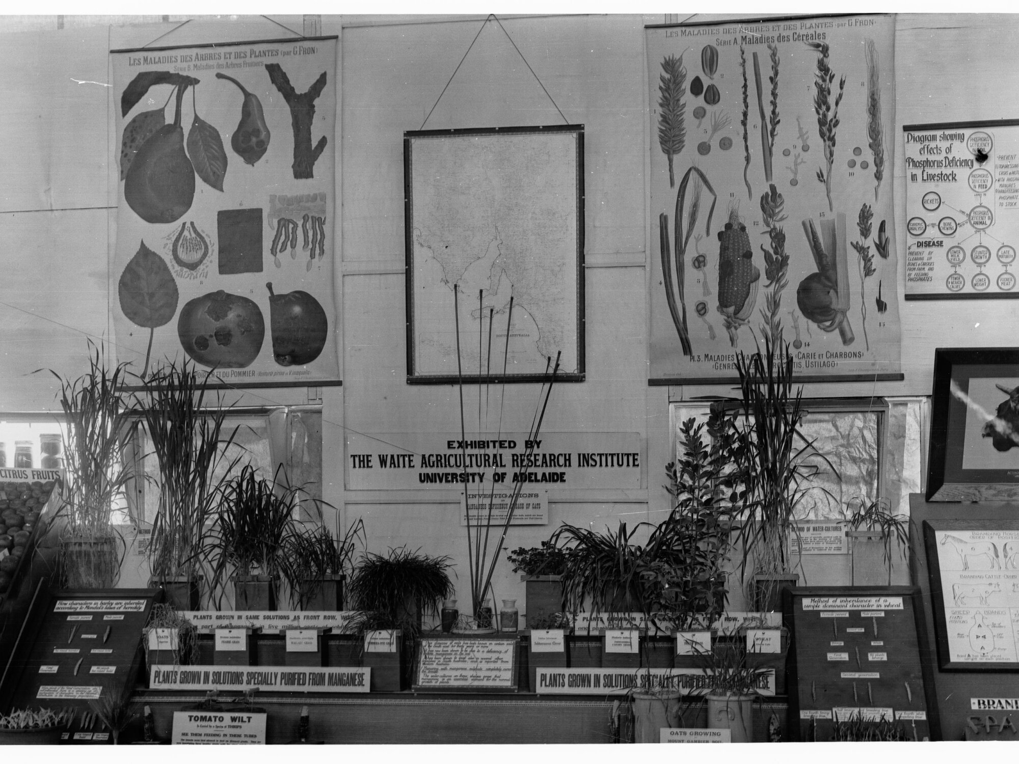 Agricultural Hall, Royal Adelaide Show, Tobacco Display