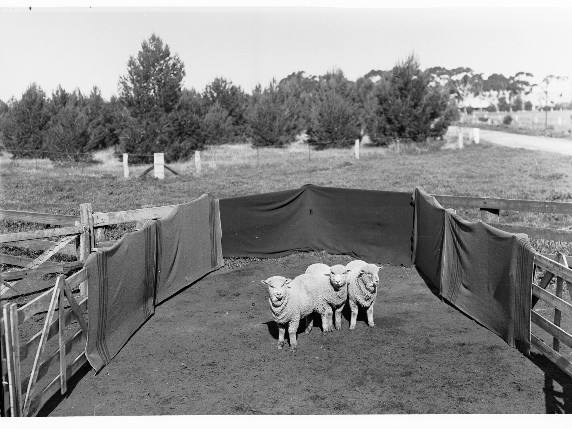 Sheep in a pen at Roseworthy