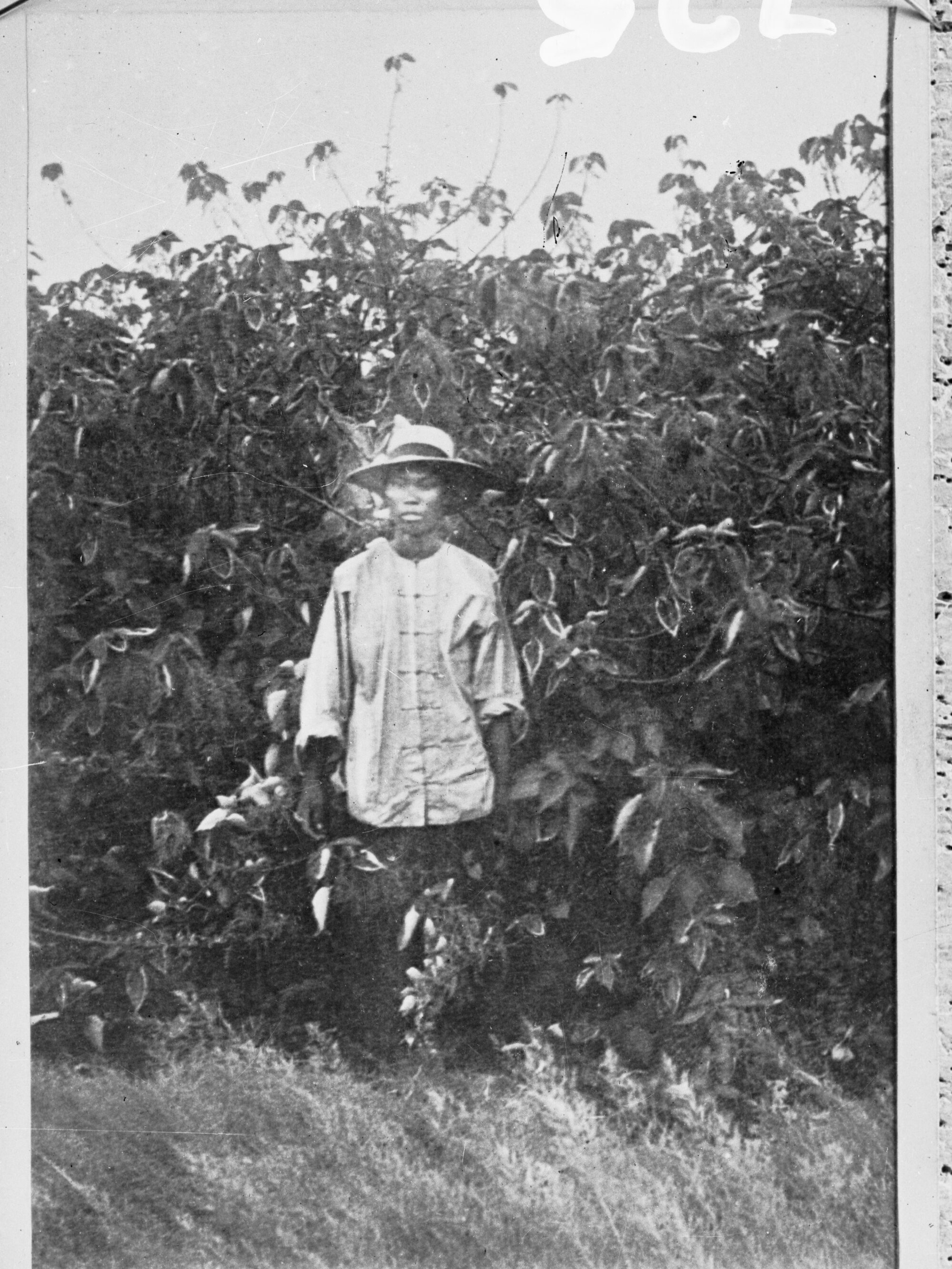 Chinese gardener with crop of Arnalto Rye plant,  Northern Territory