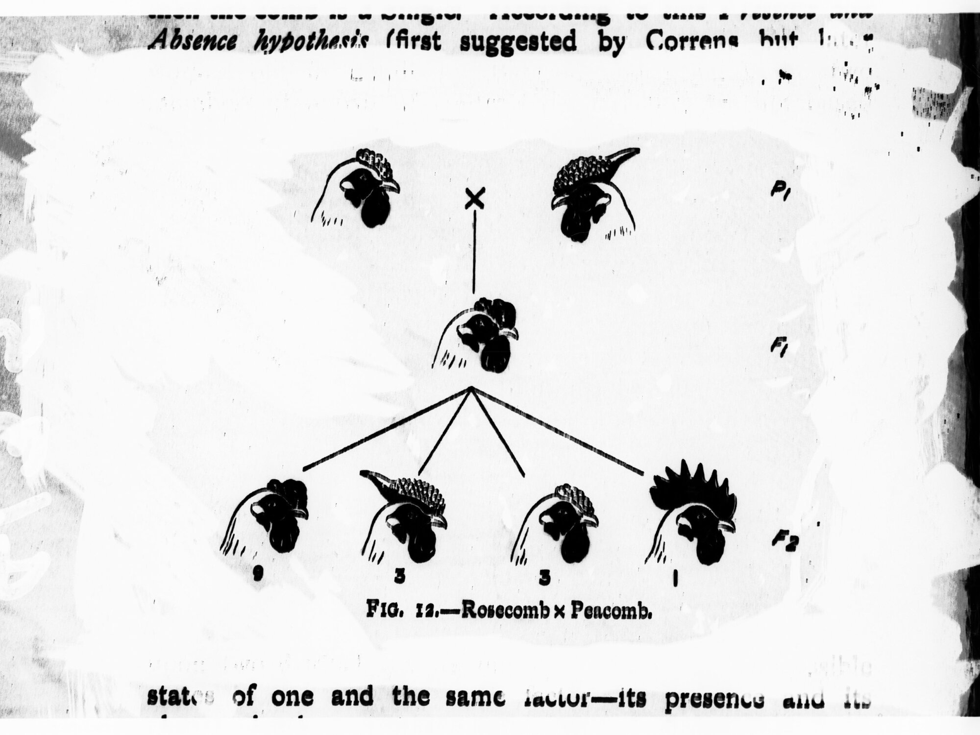 Page in a book showing the Mendelian Hypothesis - showing formula by means of illustrations on breeding a certain type of chicken
