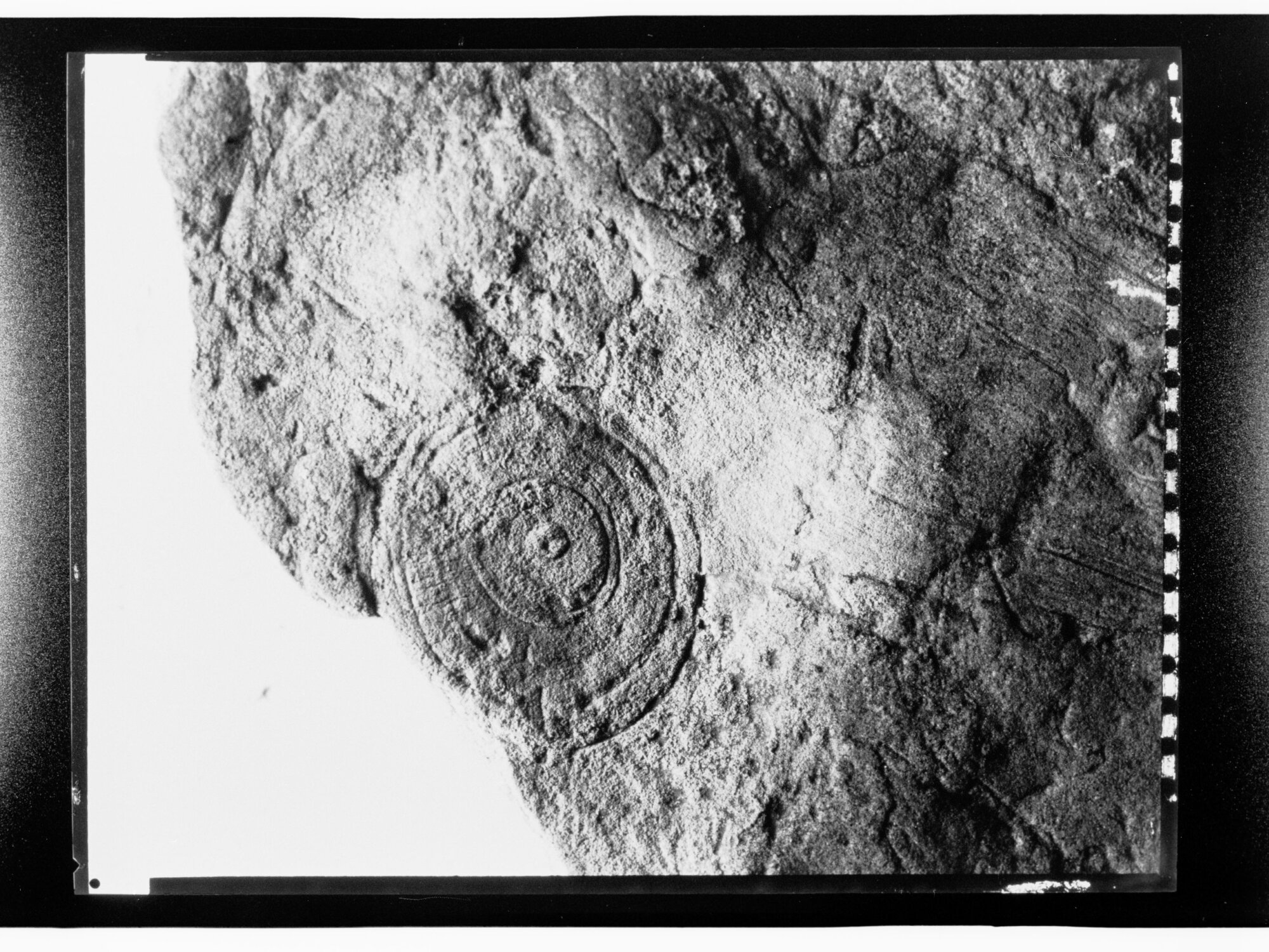 Fossil from Ediacara