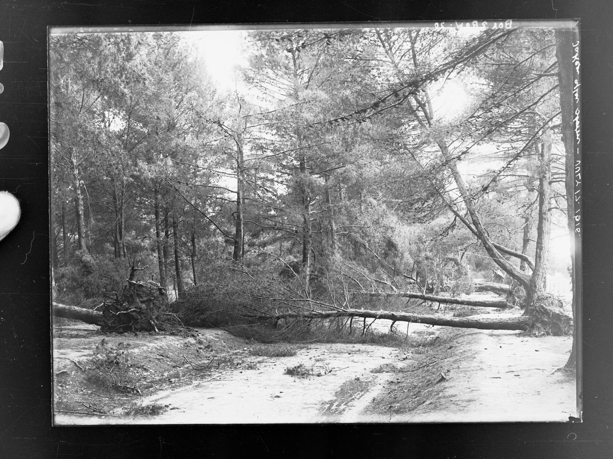 Botanic Park taken after storm 17 July 1916