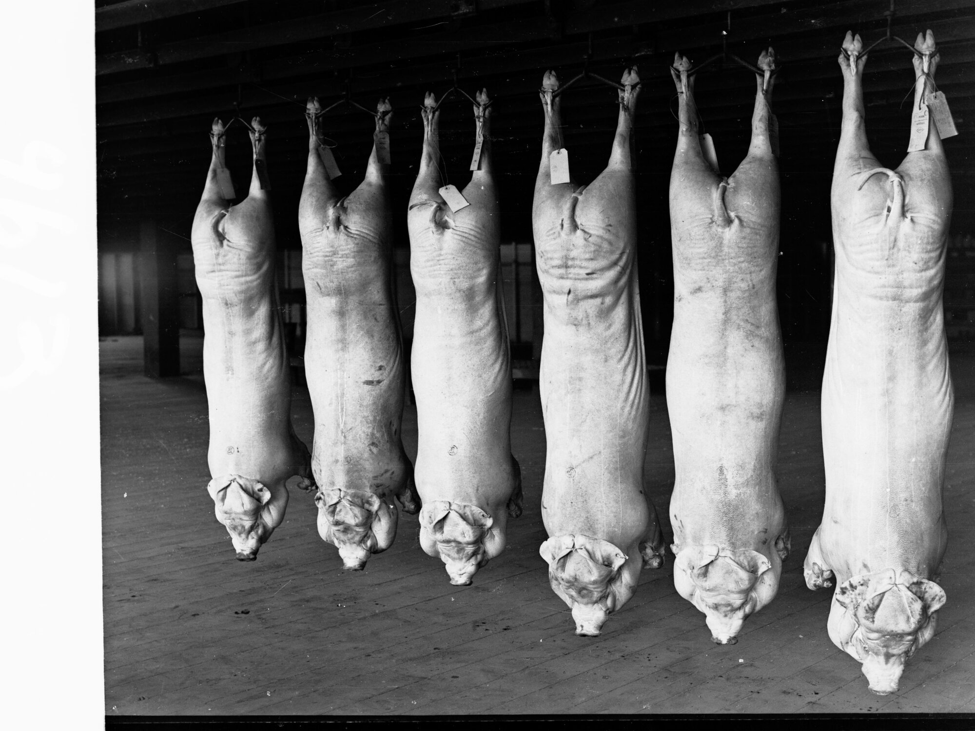 Roseworthy College Export Pigs Produce Department