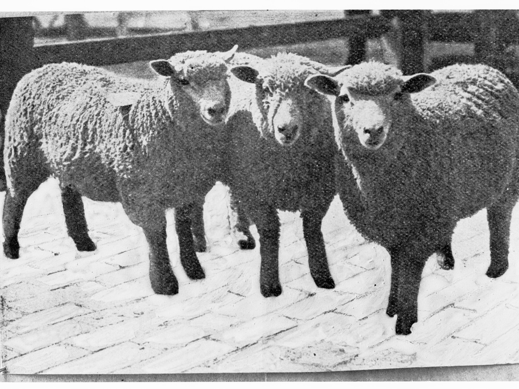 Picture of three sheep