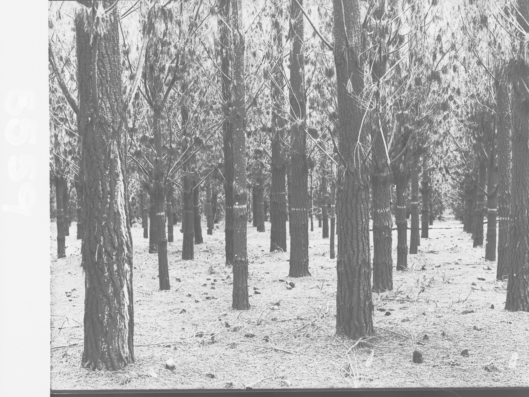 Penola Forest