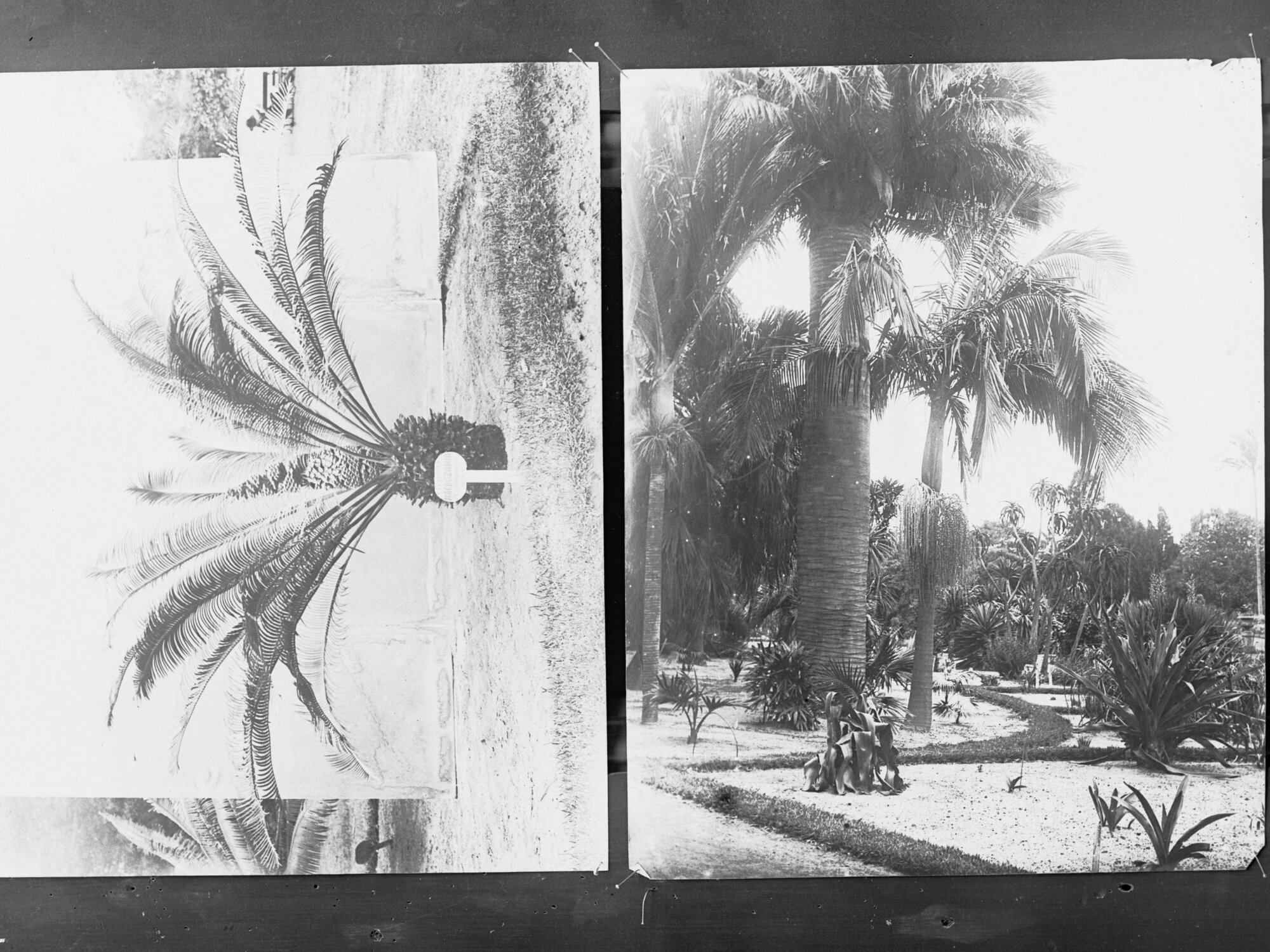 Palm tree plantation,  Forestry Dept,  area unknown