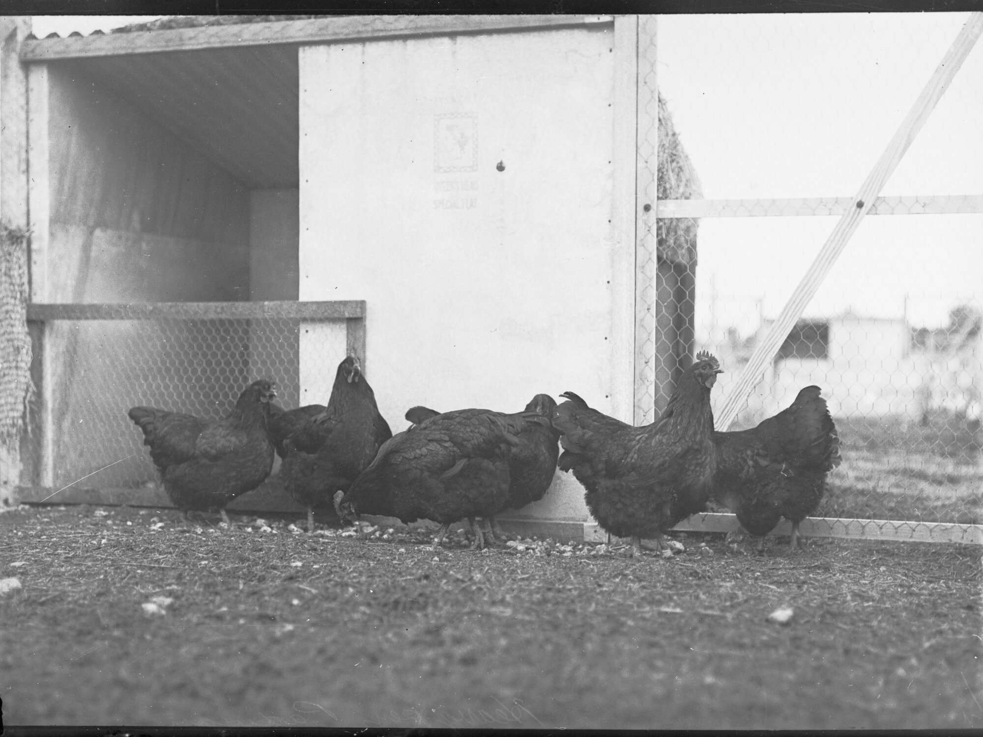 Rooster and Chickens 