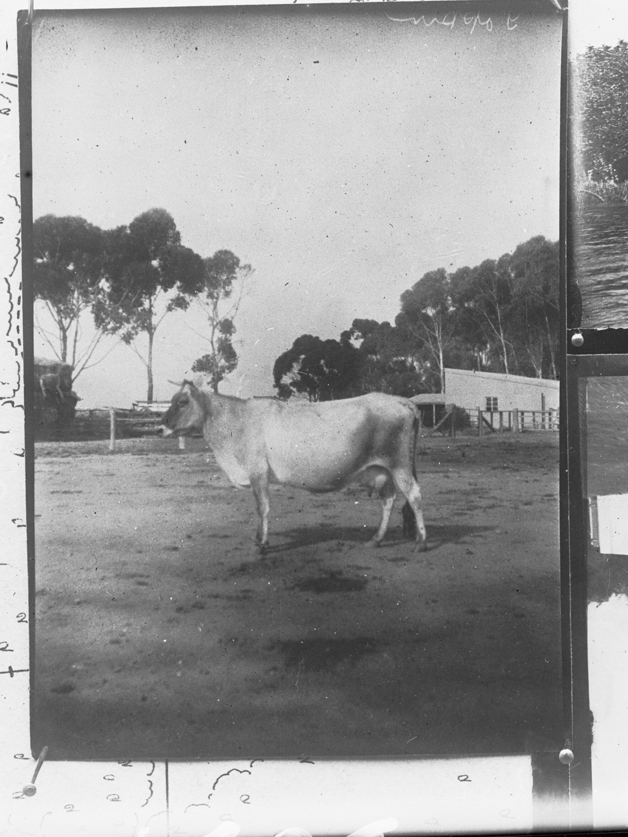 One dairy cow in paddock ,  Morphettville, South Australia