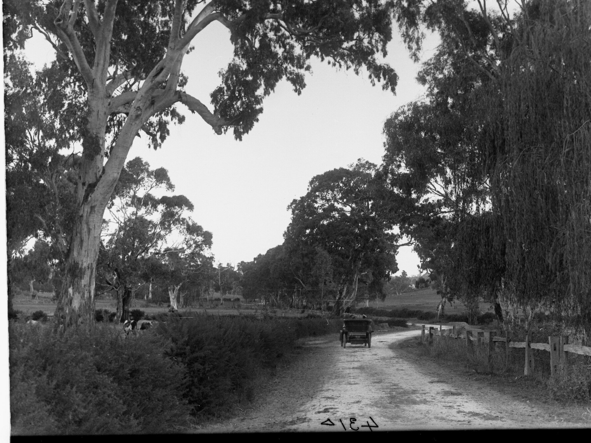Road Scene Gumeracha