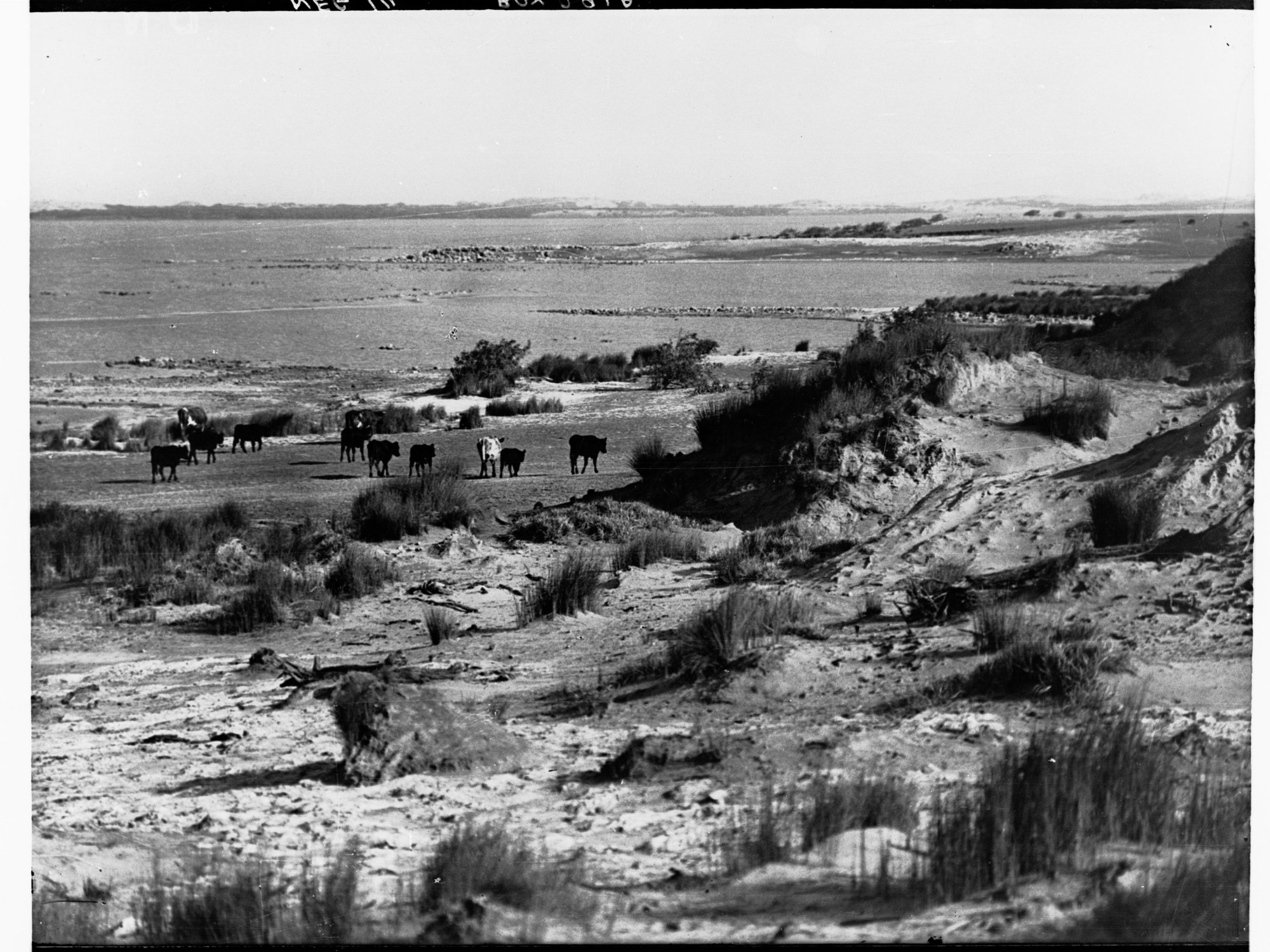 Cattle grazing on beach front showing sand dunes