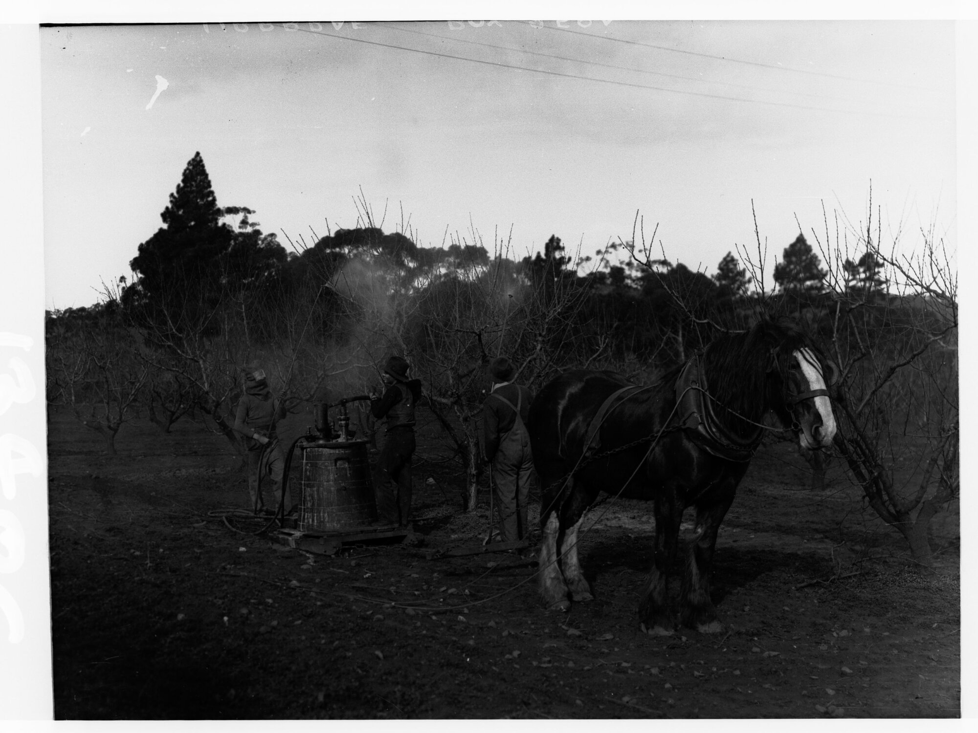 Urrbrae Agricultural College showing students with an insecticide pump.  A horse is pulling the pump