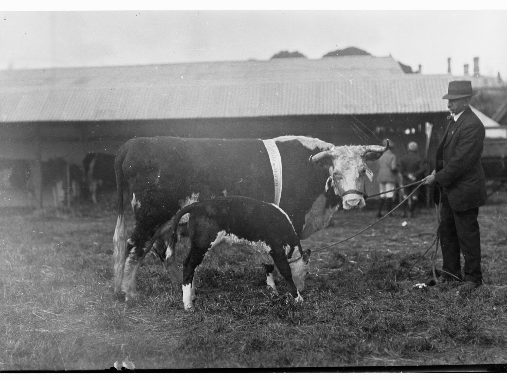 Cow and calf - Royal Adelaide Show