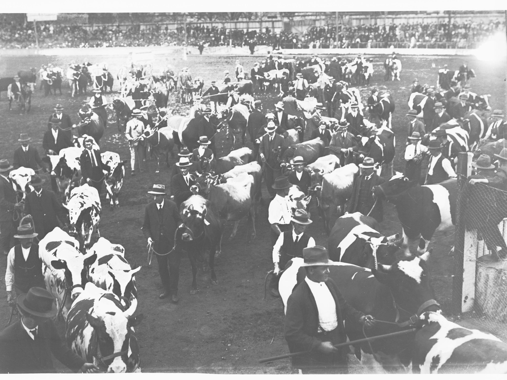 Cattle Parade  - Royal Adelaide Show