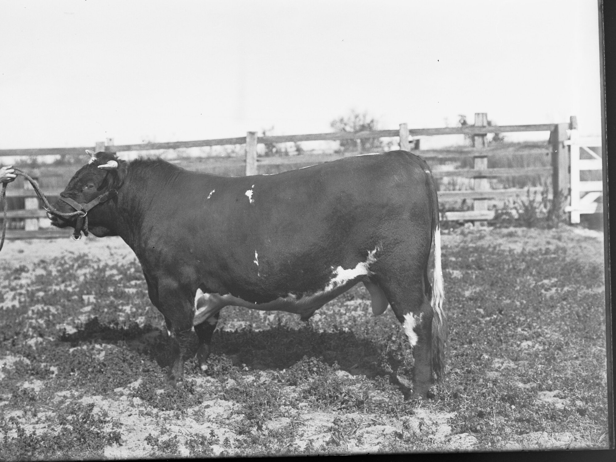 Prize Bull at Adelaide Show