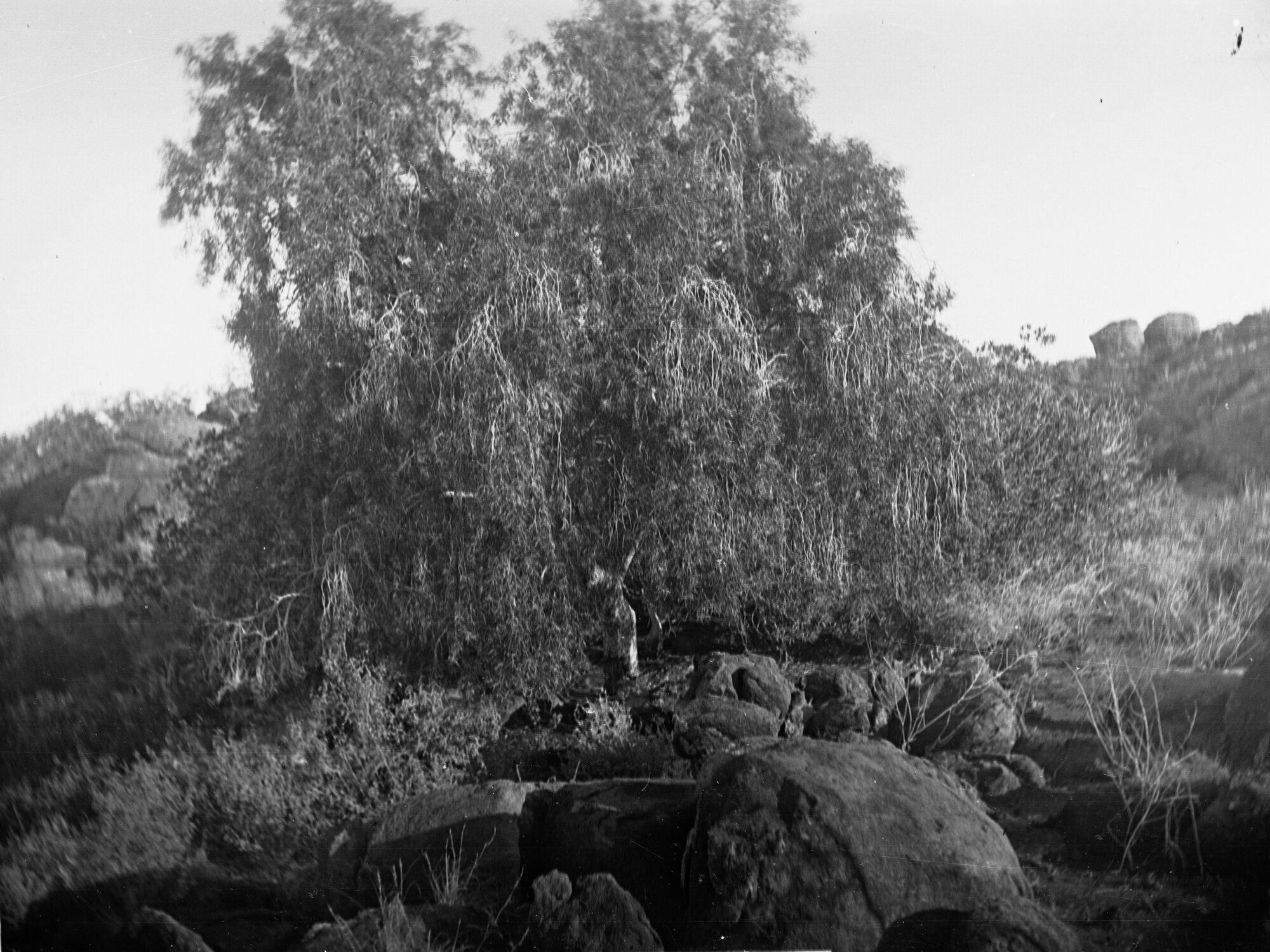 Native Willow Elder Expedition
