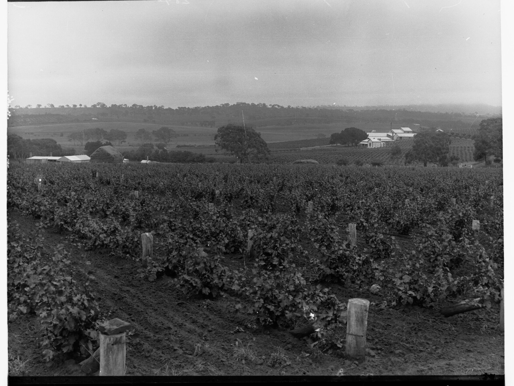 Spring Vale Vineyards