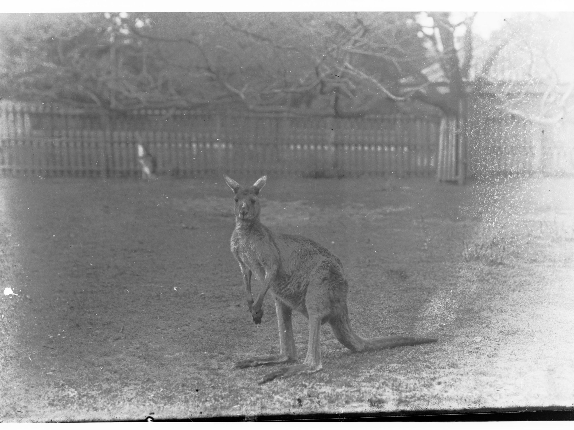 Kangaroo at the Adelaide Zoo