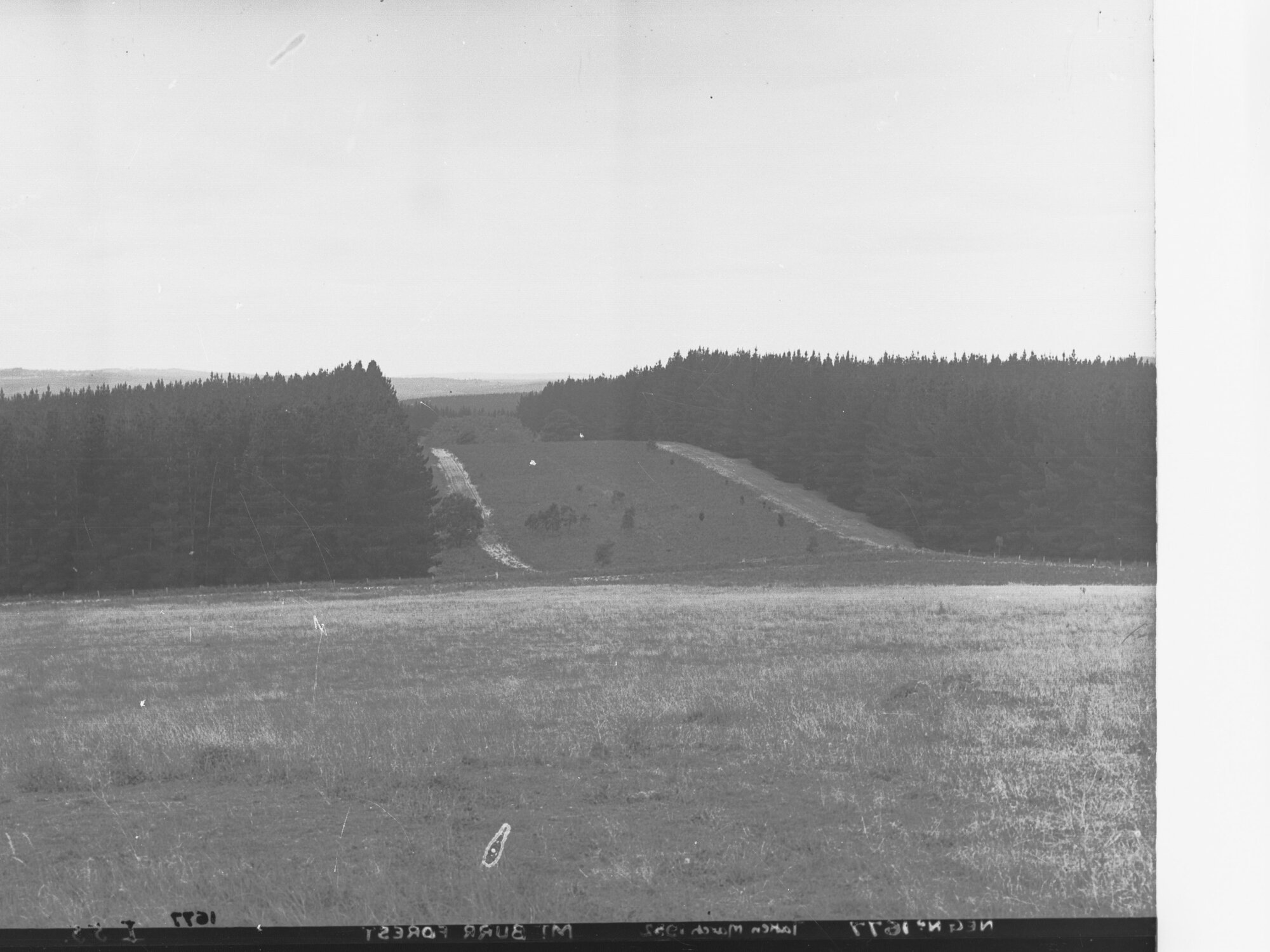 Mount Burr Forest