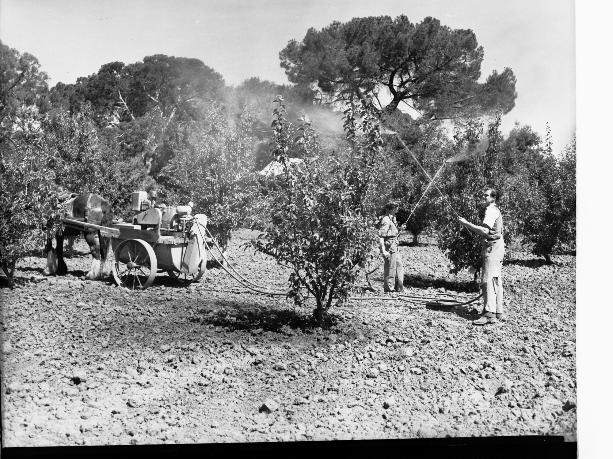 Urrbrae Agricultural High School - Boys Spraying Fruit Trees