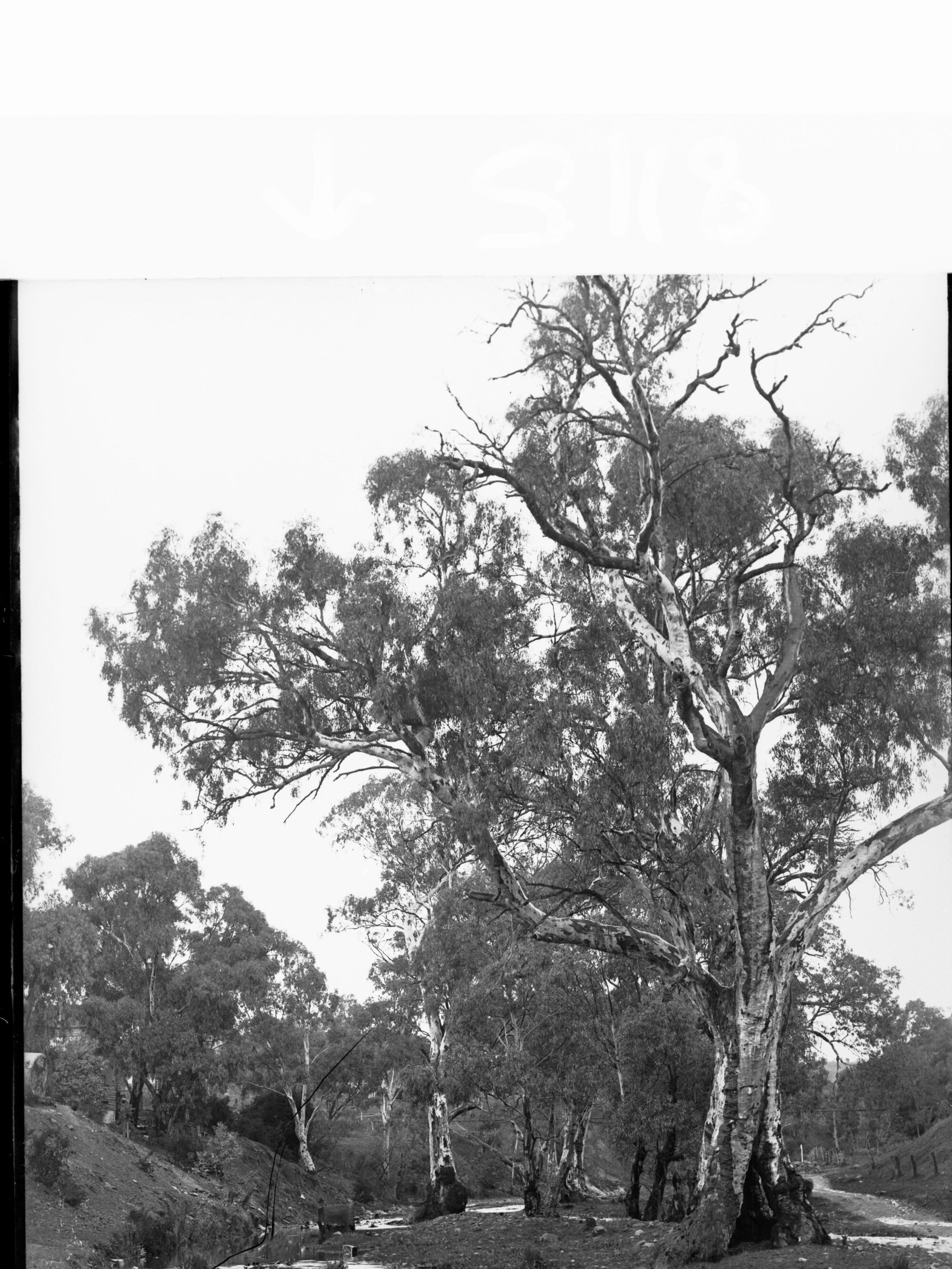 Willochra Creek Melrose