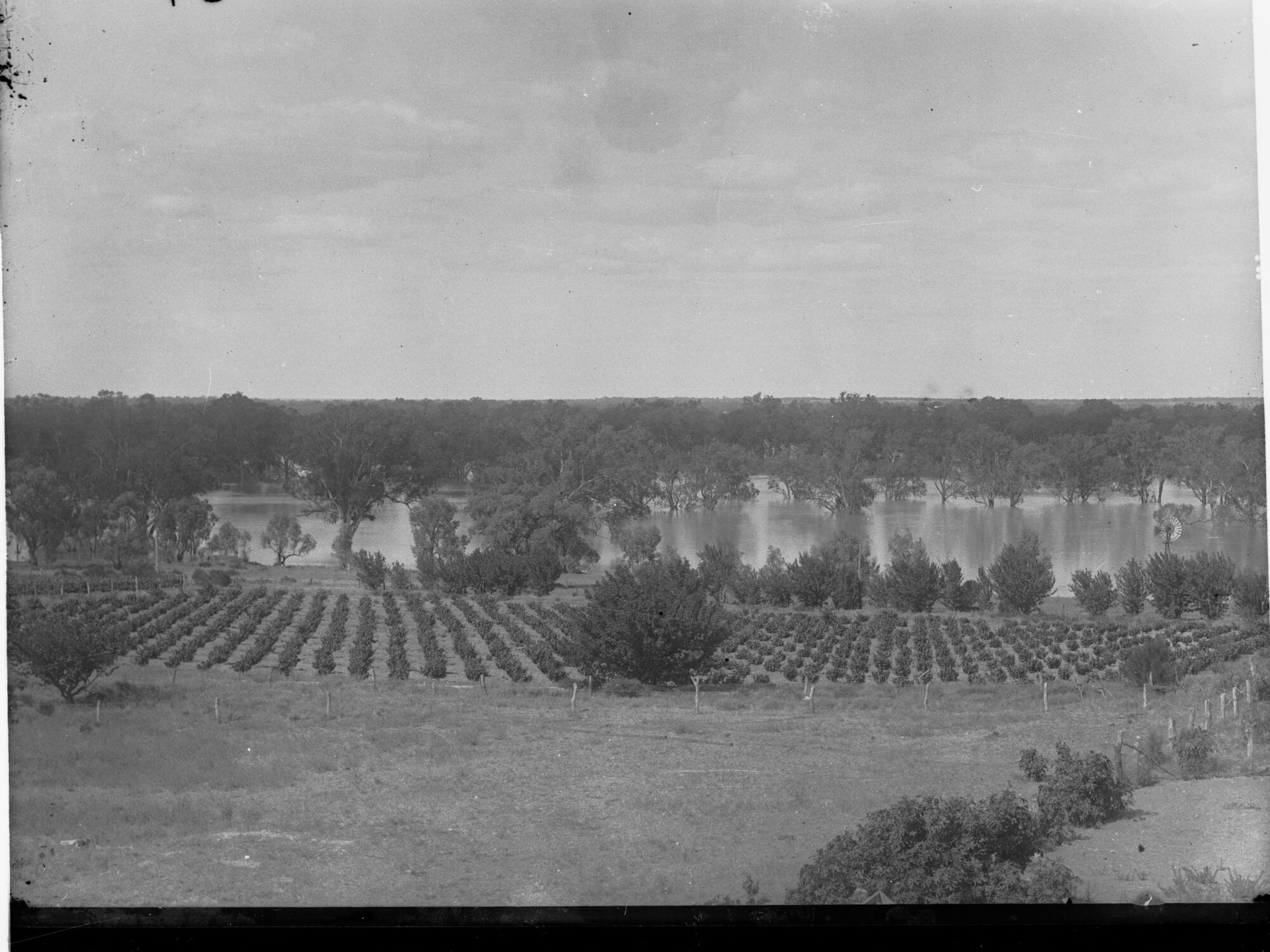 Young Orchard at Moorook River Murray in the Background