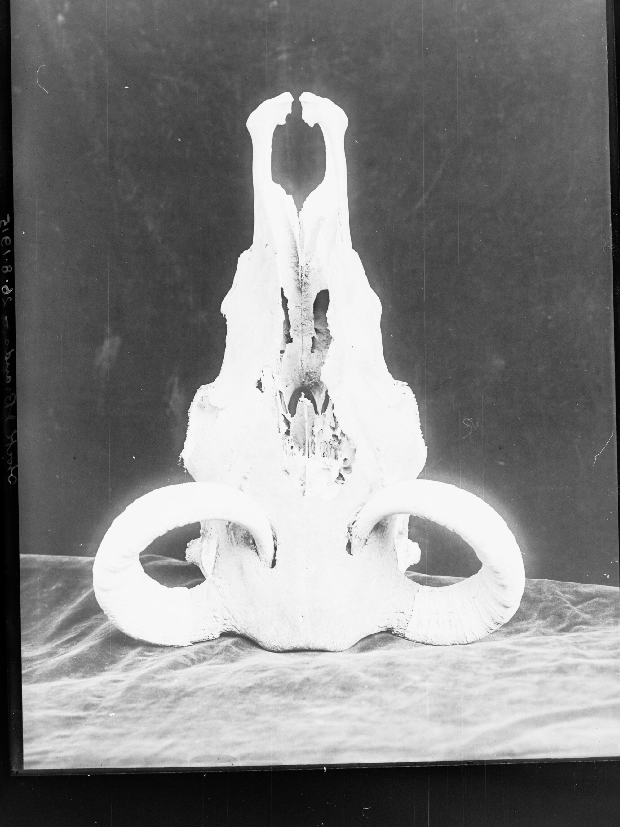 Bull's Skull c. 1920s