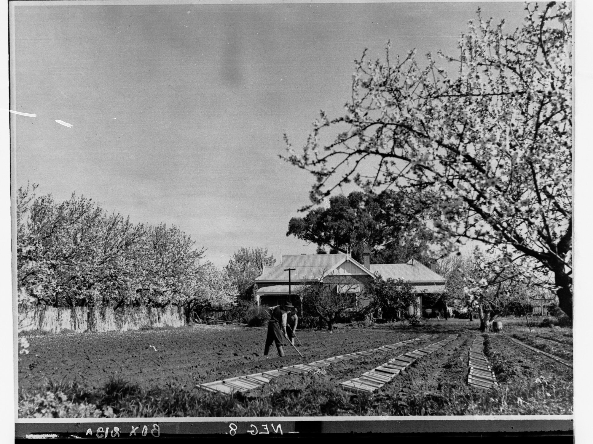 Farmhouse showing people working in the yard and almond blossom