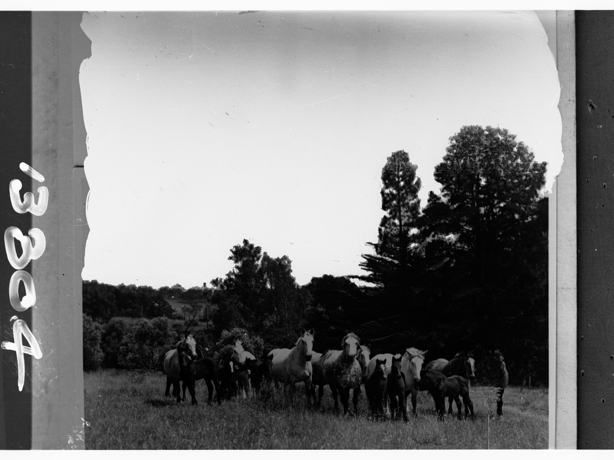 Team of horse in field