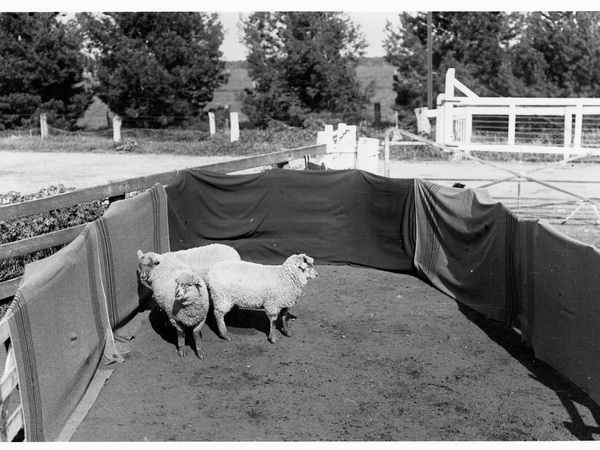 Sheep in pen at Roseworthy