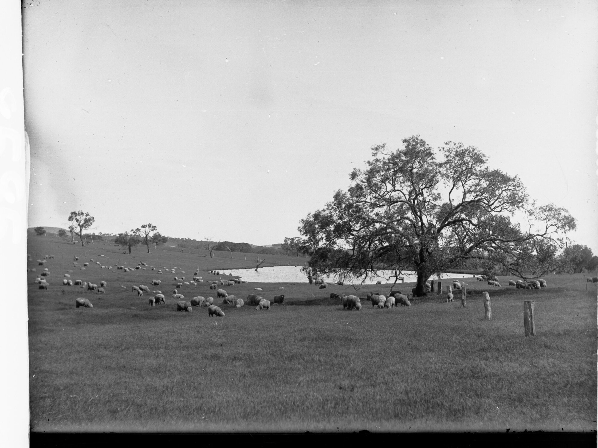 Sheep Grazing in Country Southern District