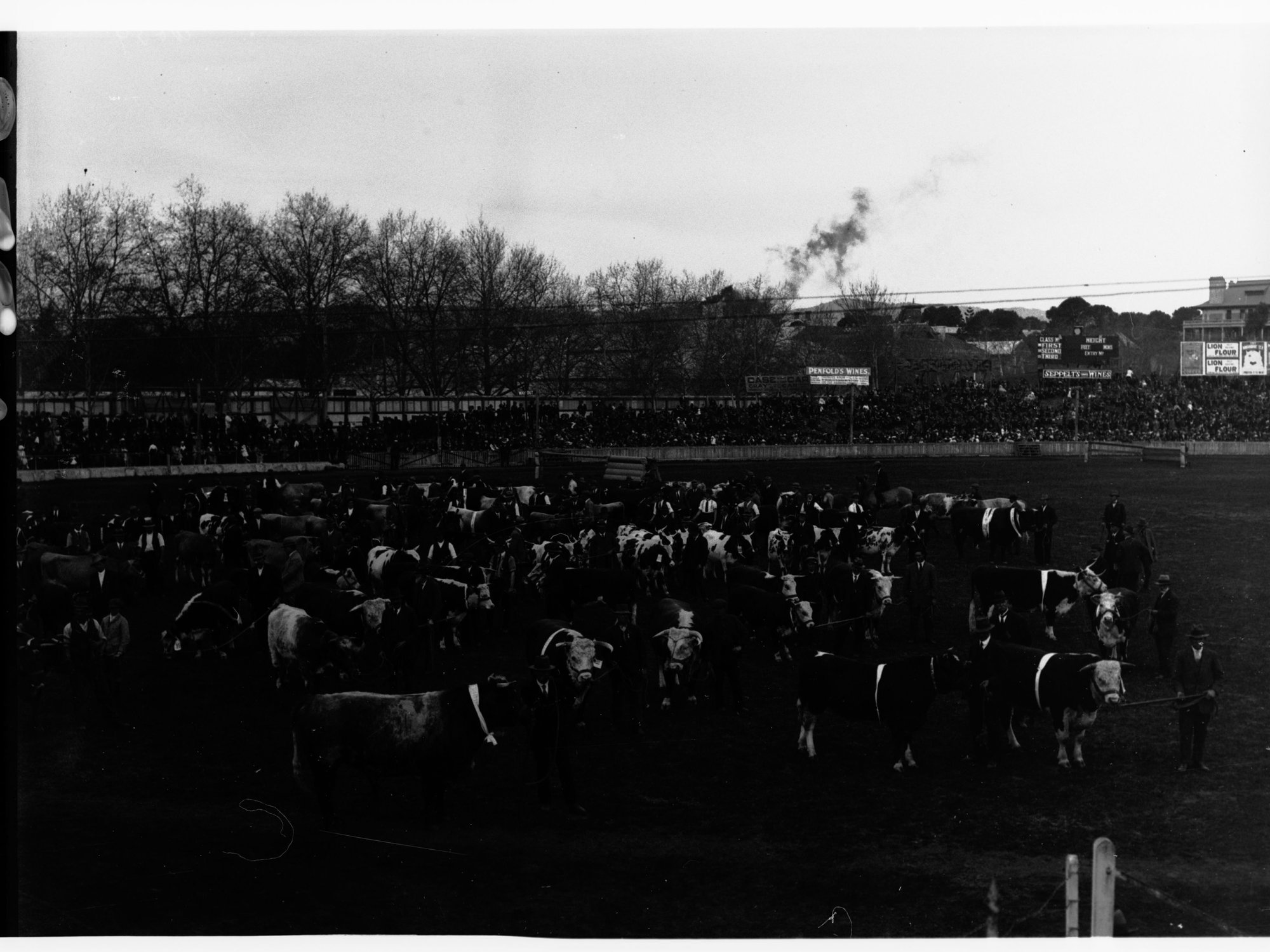 Live stock being exhibited at the Royal Adelaide Show