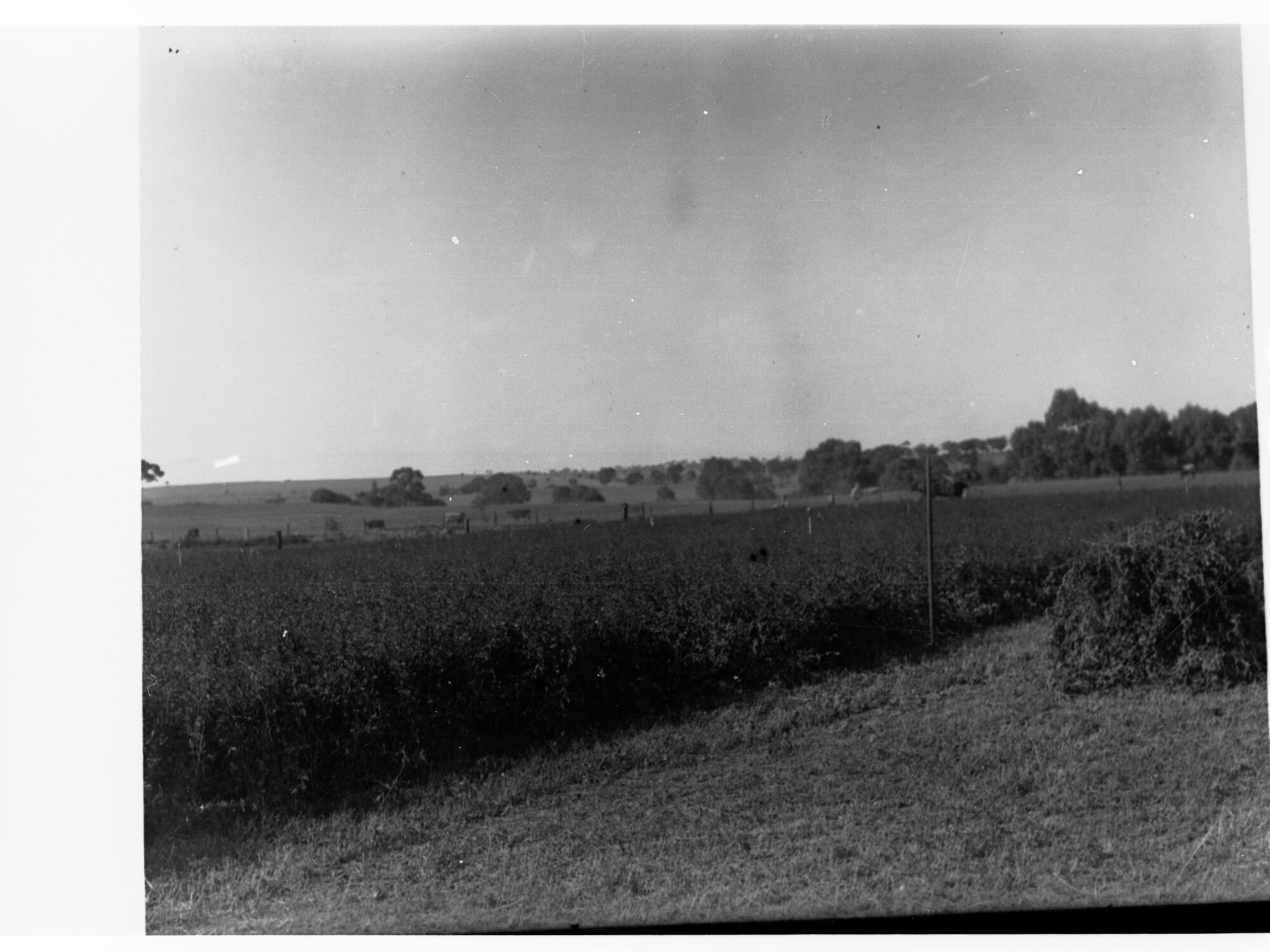 Turretfield, Government Stud Farm - Growing Lucerne
