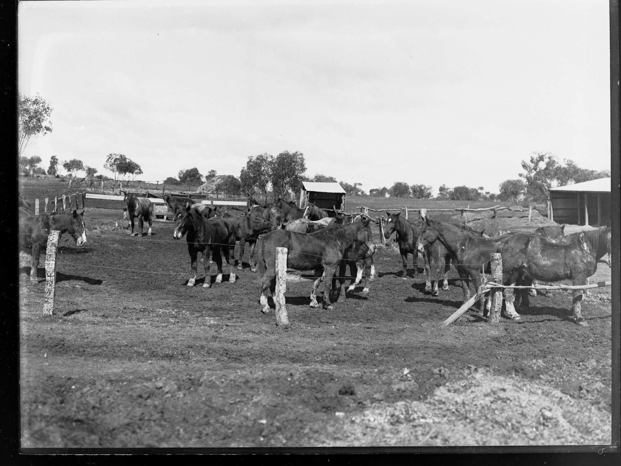 Mob of horses at Kapunda