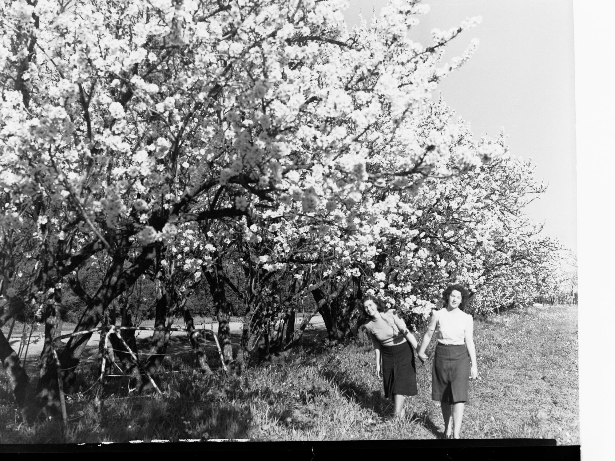 Almond Blossom Trees - Two Women Holding Hands