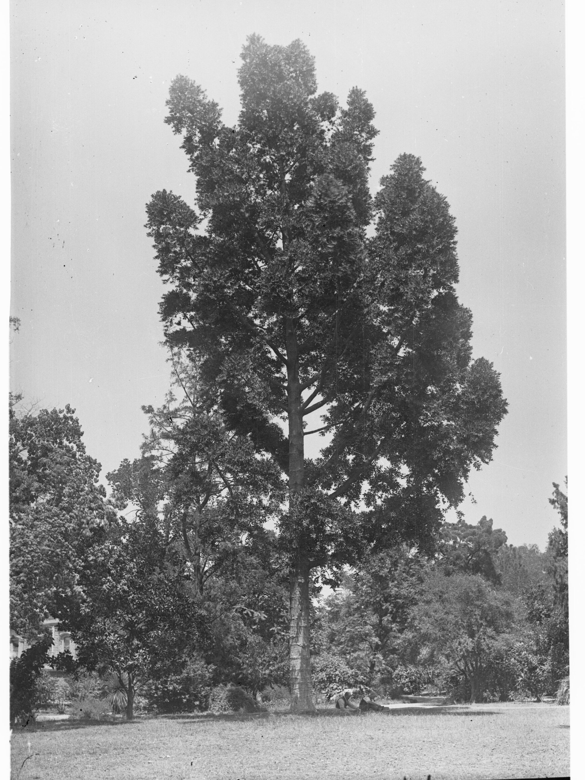 Livistona Australis, Botanic Gardens