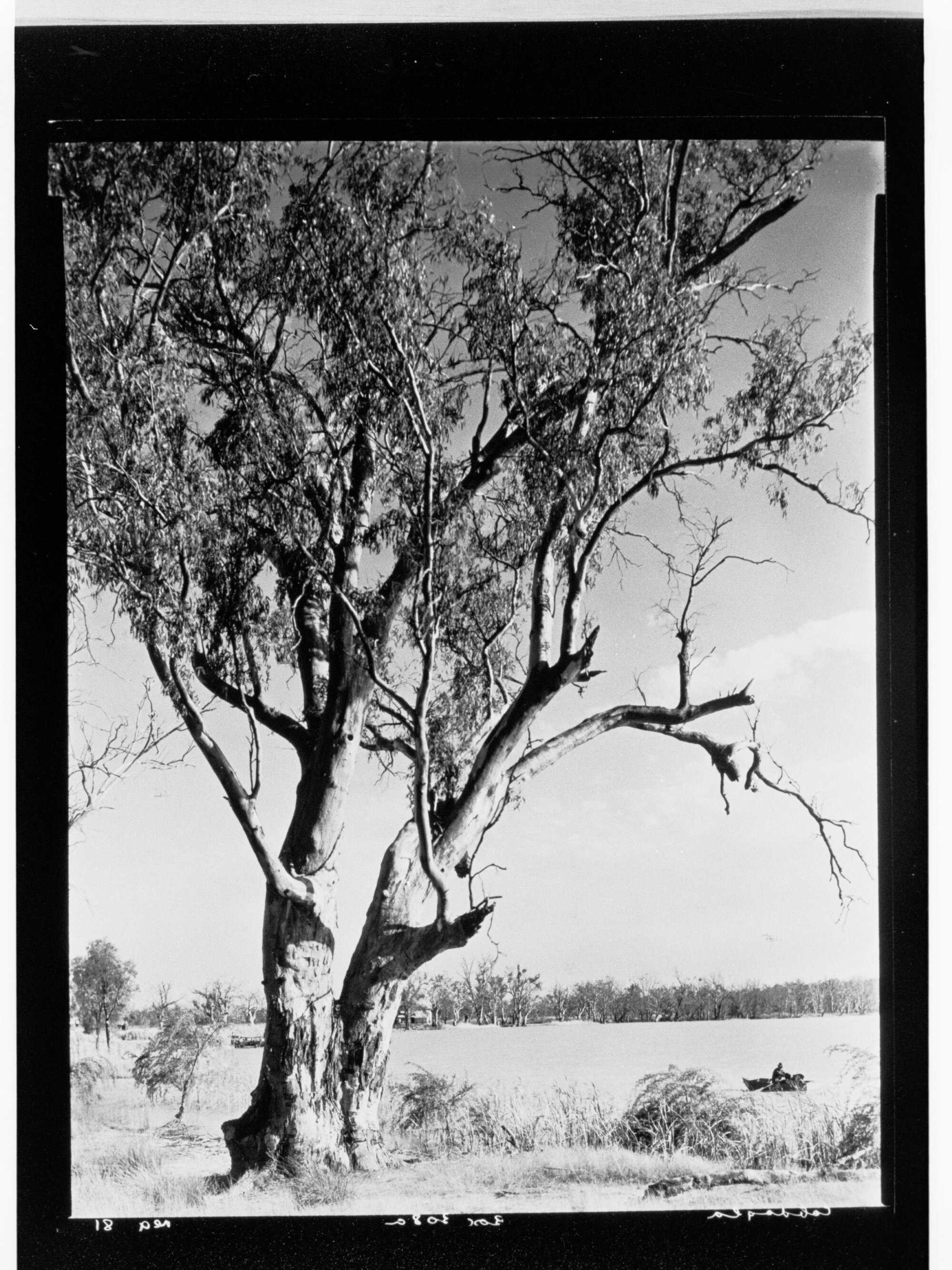 Cobdogla - River Murray