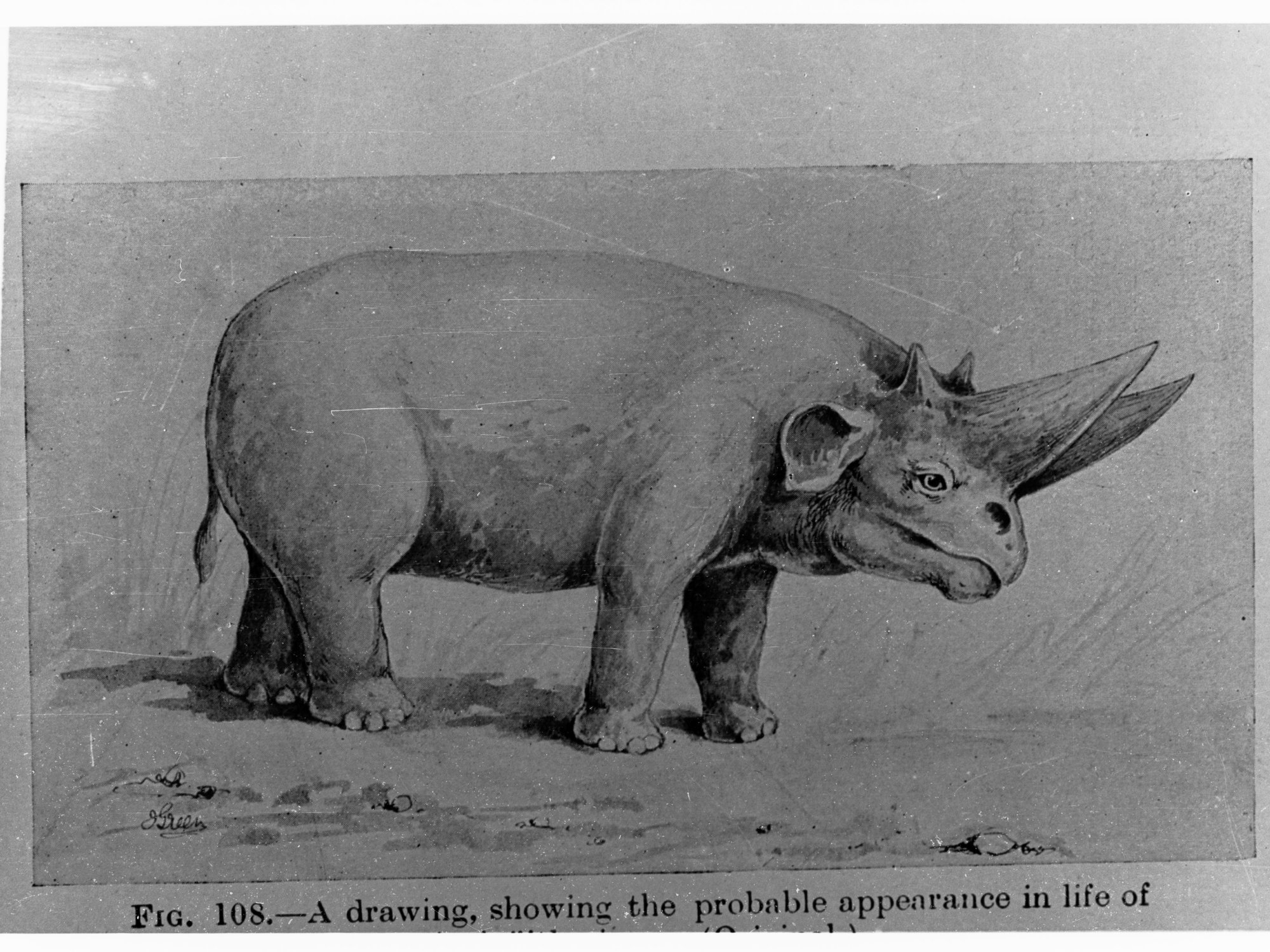 Drawing showing the probable appearance of an Arsinoitherium Mammoth