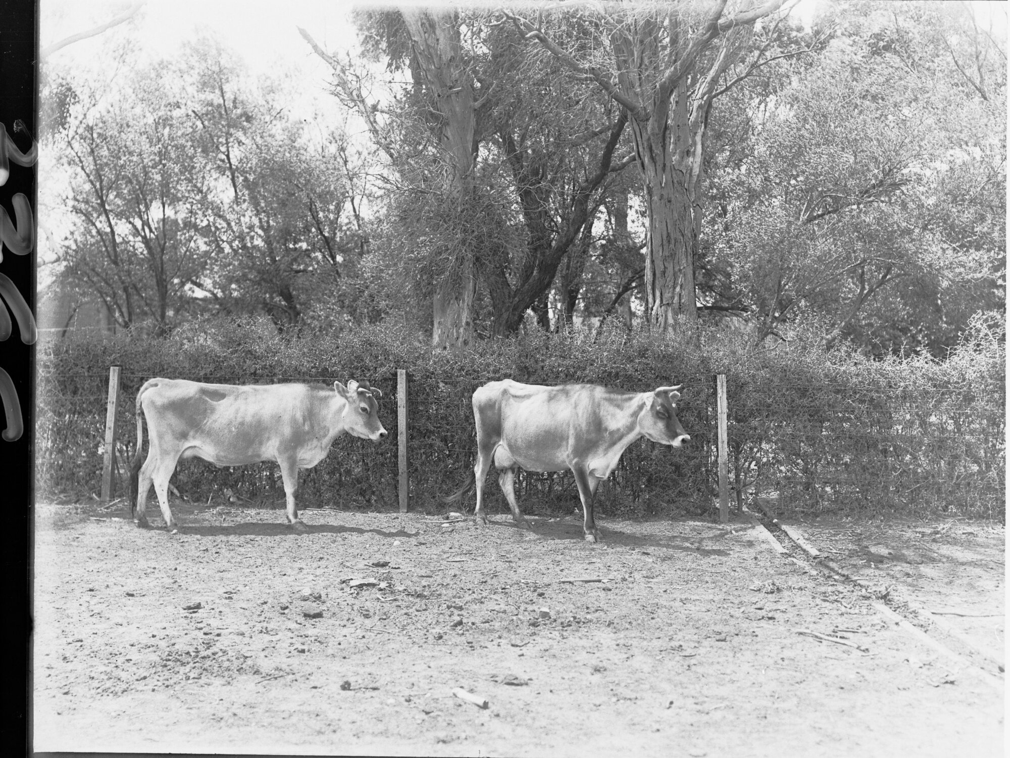 Two cows at Morphettville 