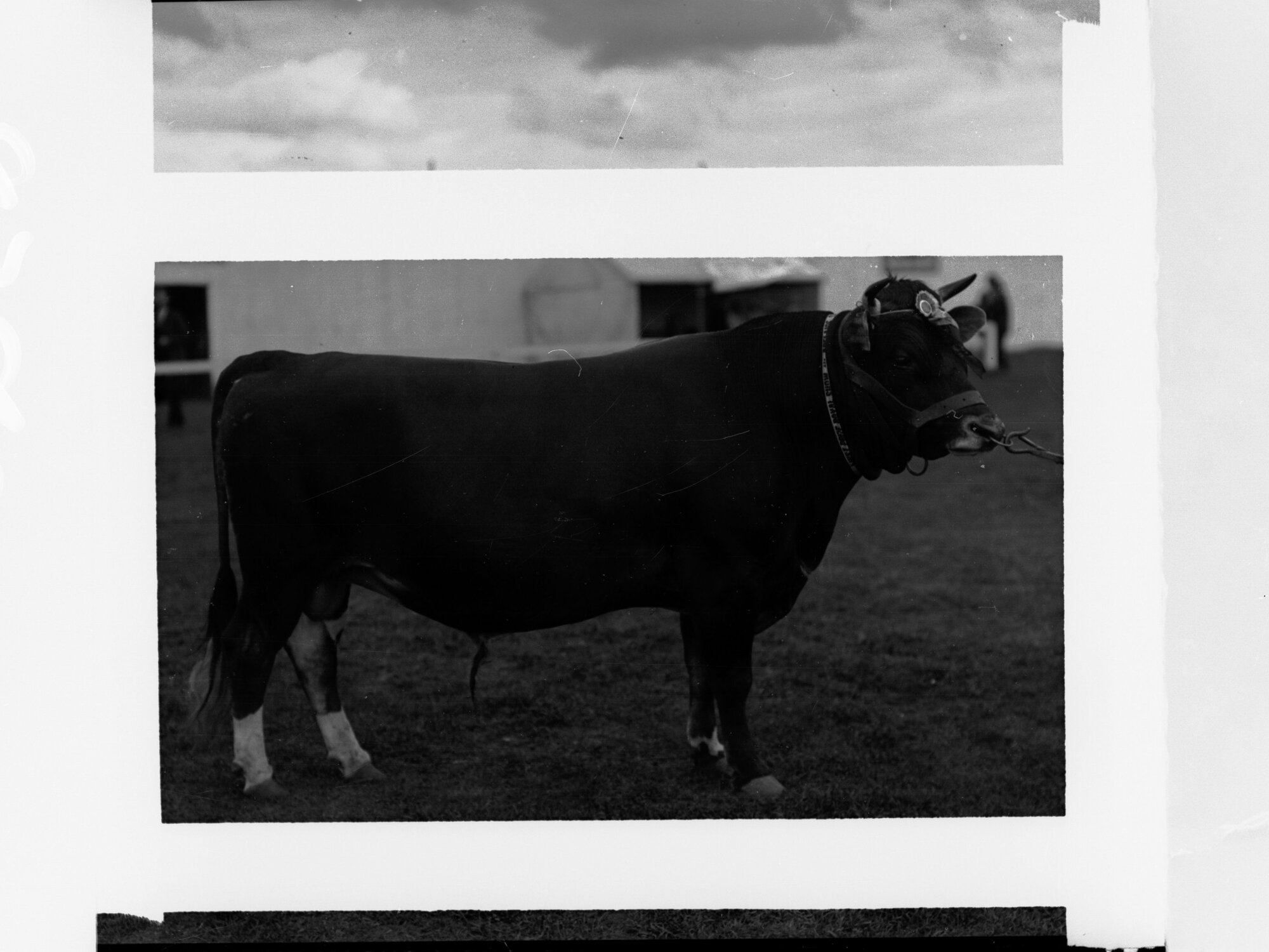 Grand Champion Bull Royal Adelaide Show