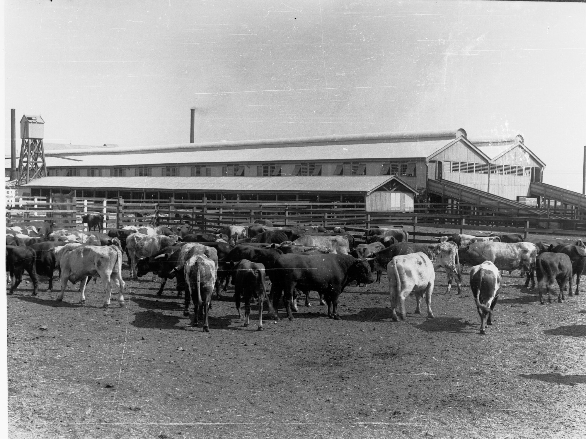 Cattle yarded at Government produce export depot, Port Adelaide